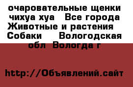 очаровательные щенки чихуа-хуа - Все города Животные и растения » Собаки   . Вологодская обл.,Вологда г.